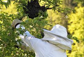 福井県の便利屋BLACK EAGLE 蜂の巣駆除 害虫駆除