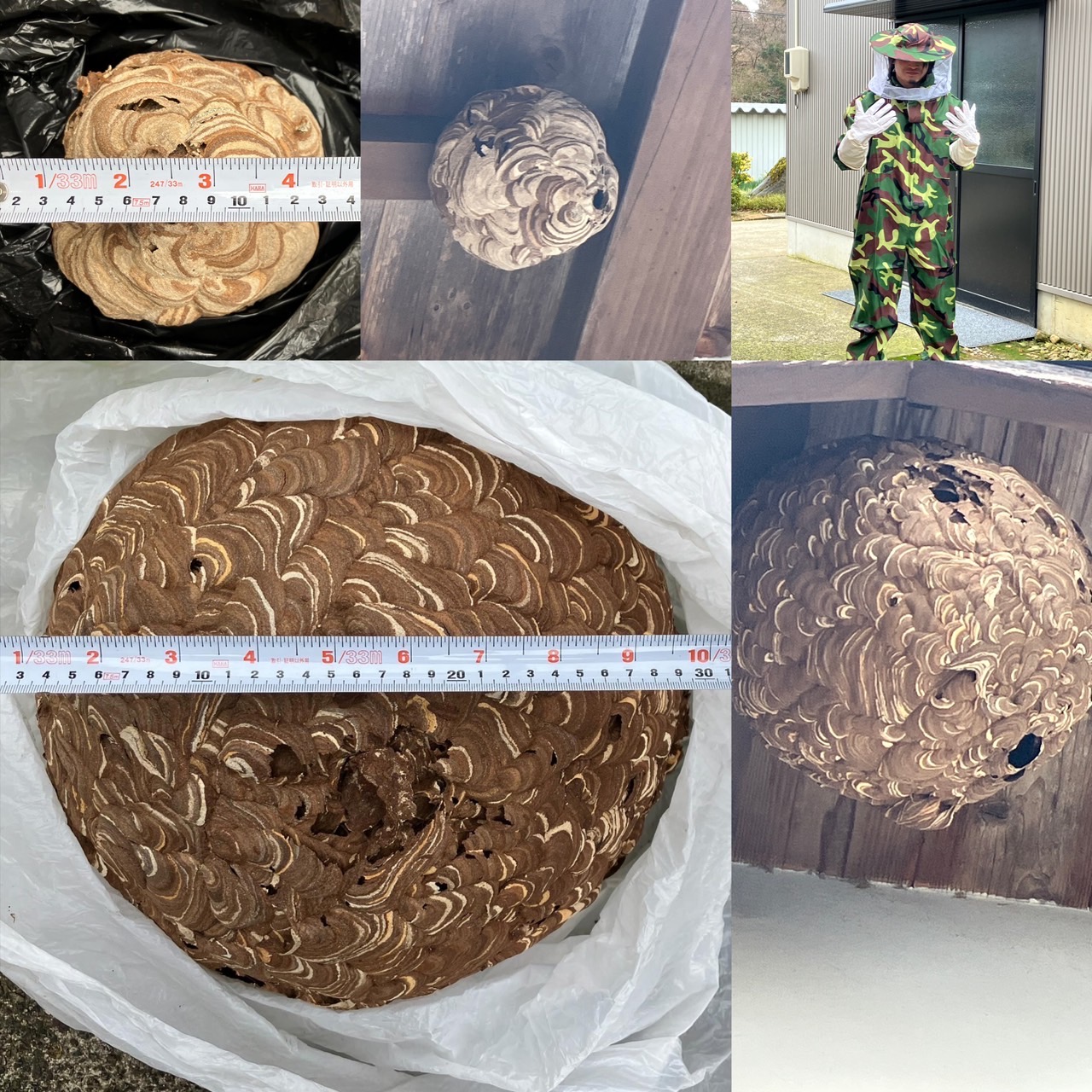 福井県の便利屋BLACK EAGLE 蜂の巣 駆除 害虫駆除